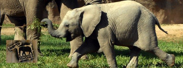 expedition tanzania elephant tucson reid park zoo | New Elephant Area at Reid Park Zoo