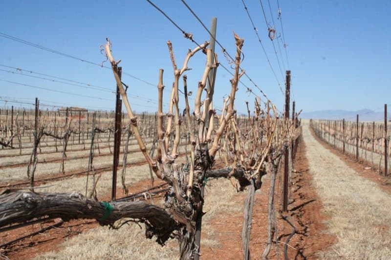 5 Best Wineries To Visit in Sonoita/Elgin near Tucson TucsonTopia