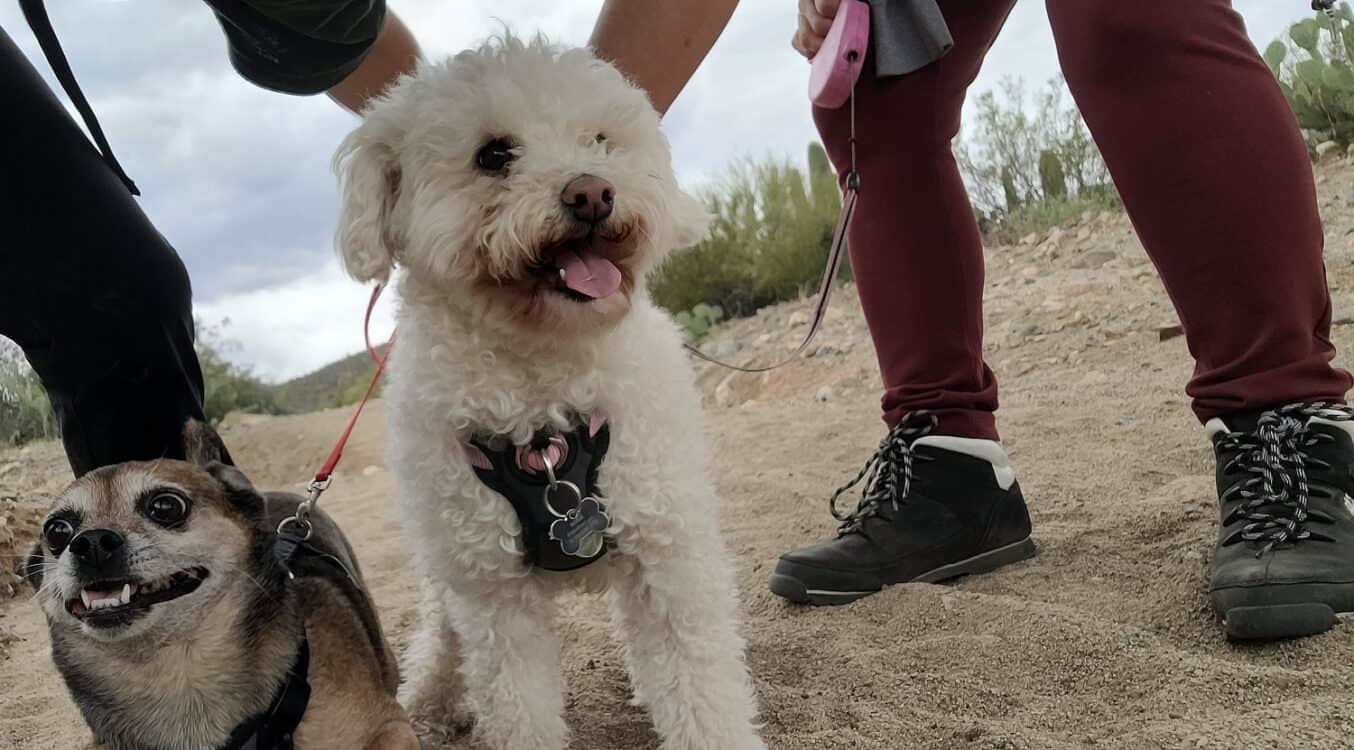 Dogs Golden Gate Multi Use Trail Hiking Saguaro National Park West | Saguaro National Park - Attraction Guide