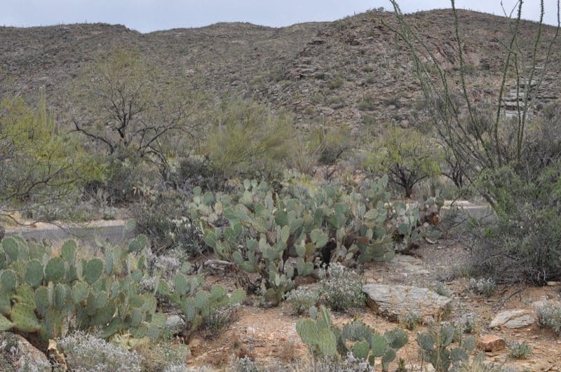 Tucsons desert | Saguaro National Park East - Attraction Guide