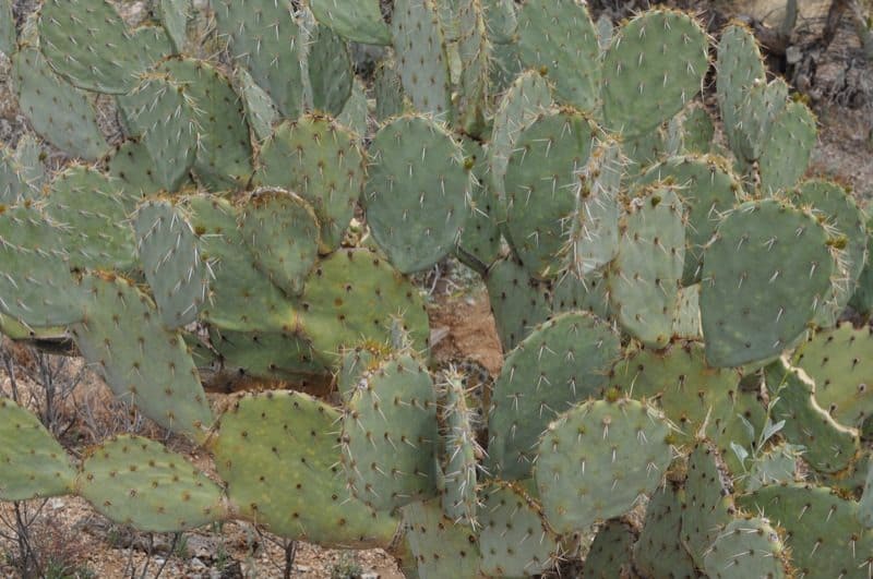 cactus at Saguaro National Park EAST | Saguaro National Park East - Attraction Guide