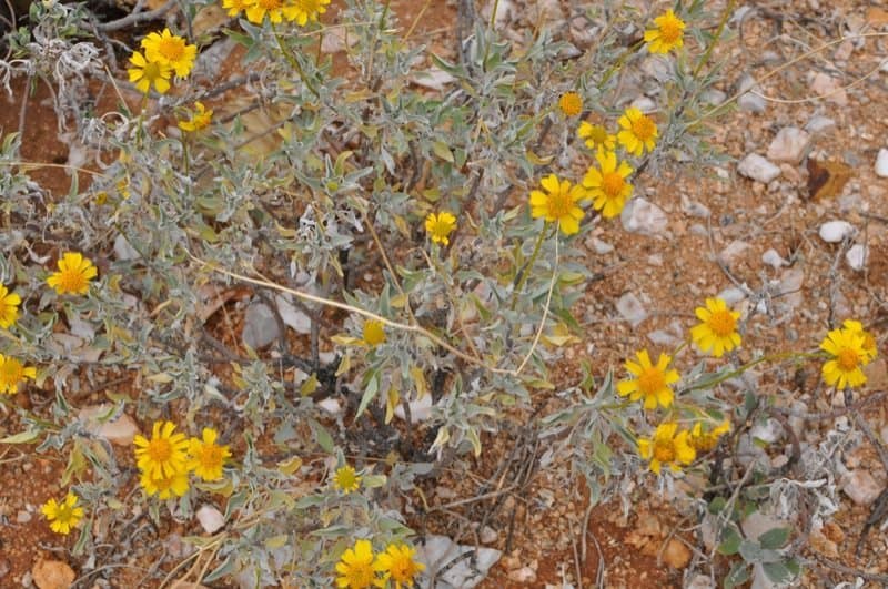 desert flowers at Saguaro National Park EAST | Saguaro National Park East - Attraction Guide