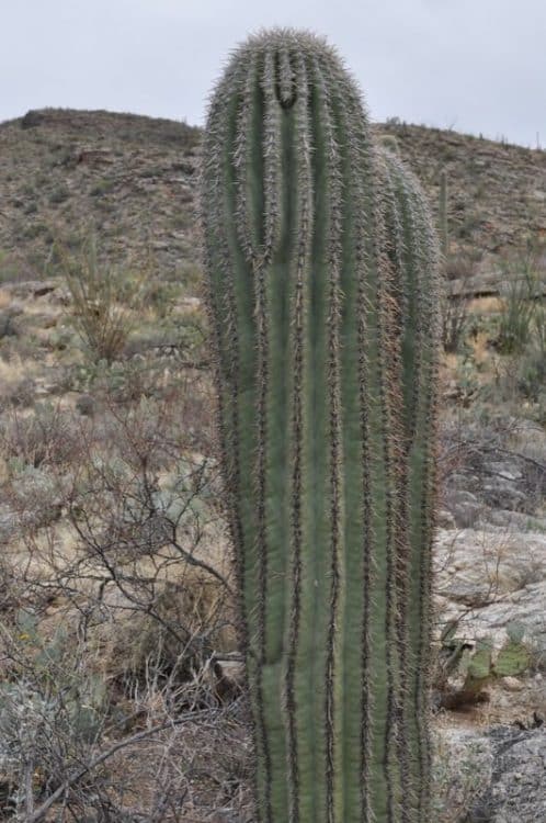 majestic cacti at Saguaro National Park EAST | Saguaro National Park East - Attraction Guide