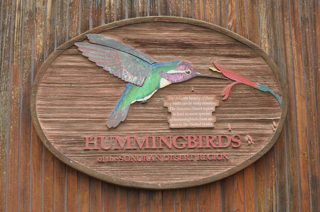 Hummingbirds at Arizona Sonora Desert Museum | Guide to Arizona-Sonora Desert Museum