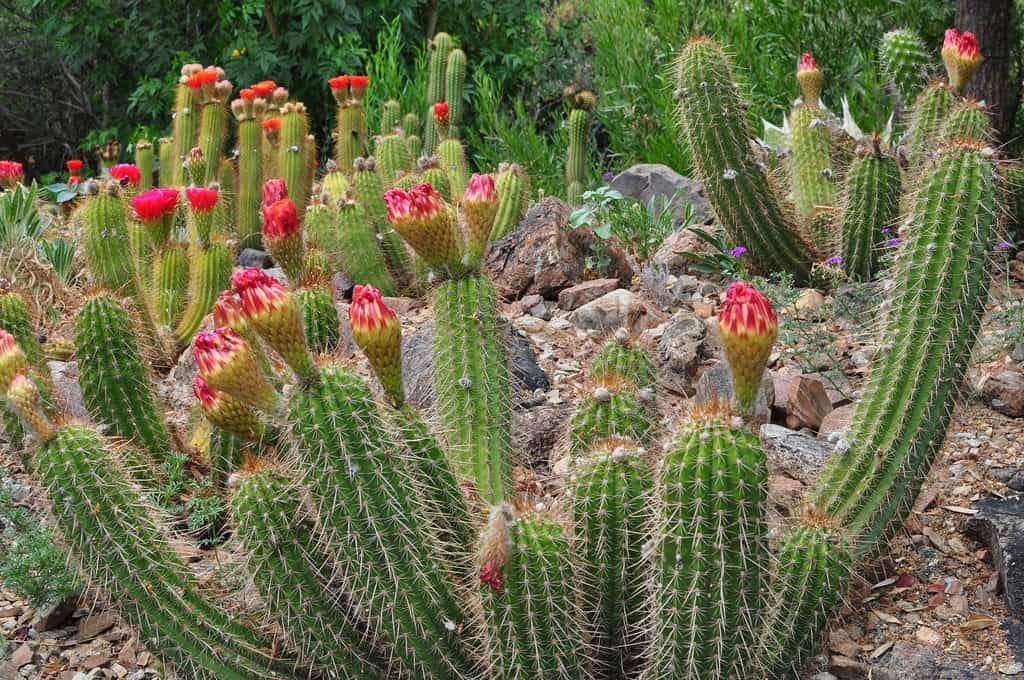 June cacti at Arizona Sonora Desert Museum | Guide to Arizona-Sonora Desert Museum