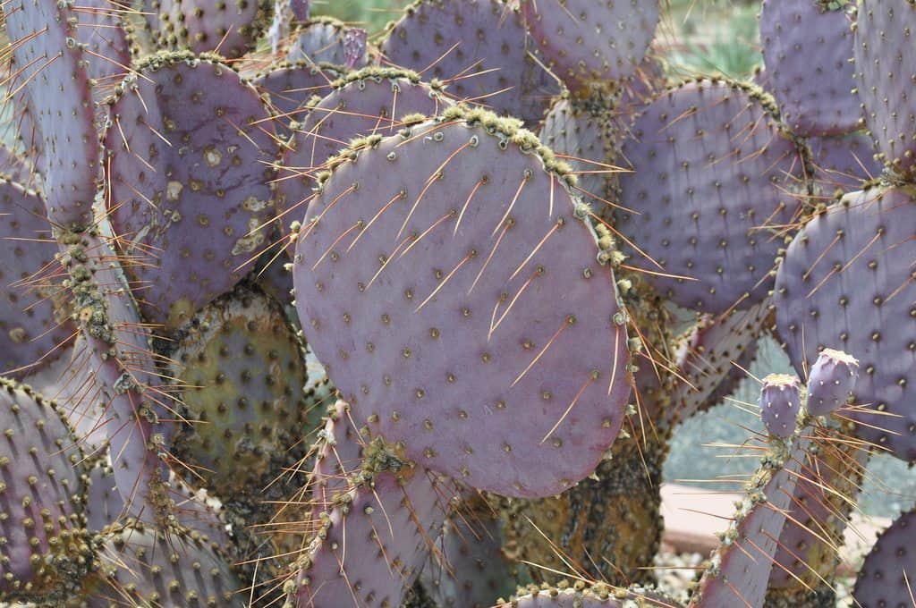 purple cacti at Coyote Creek Tucson | Neighborhood Spotlight: Coyote Creek