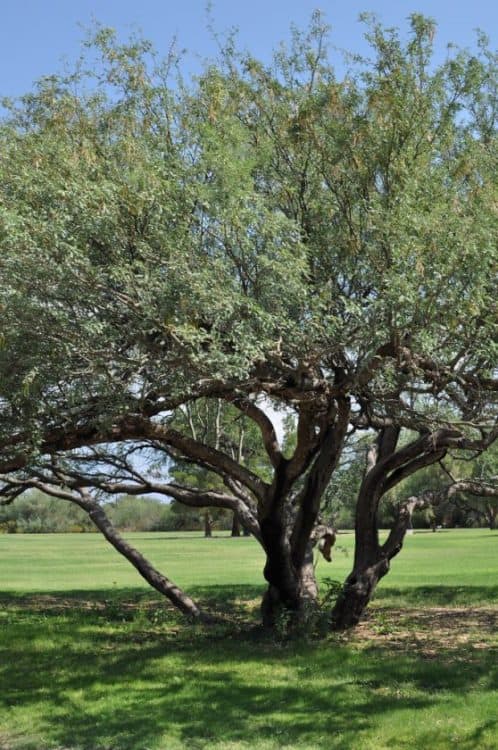 tree at Abraham Lincoln Regional Park | Park Profile: Lincoln Regional Park