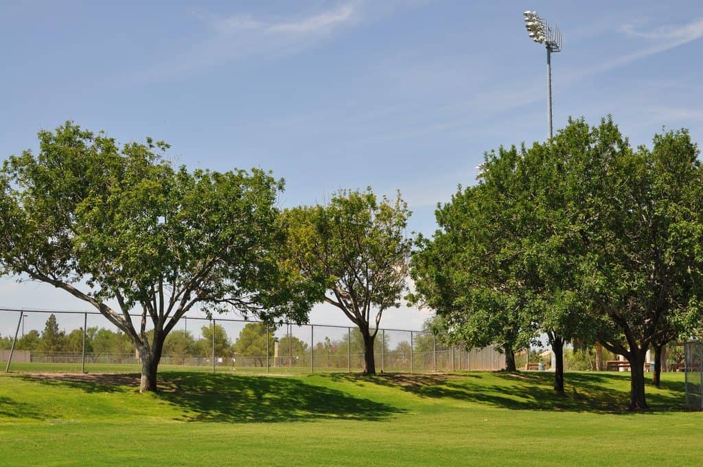 trees at Abraham Lincoln Regional Park | Park Profile: Lincoln Regional Park