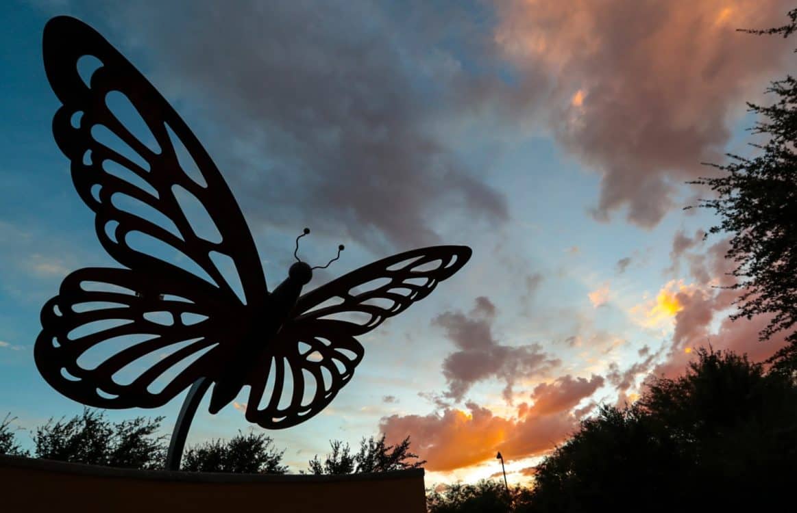 Butterfly Brandi Fenton Memorial Park Tucson Pima County Communications | Park Profile: Brandi Fenton Memorial Park