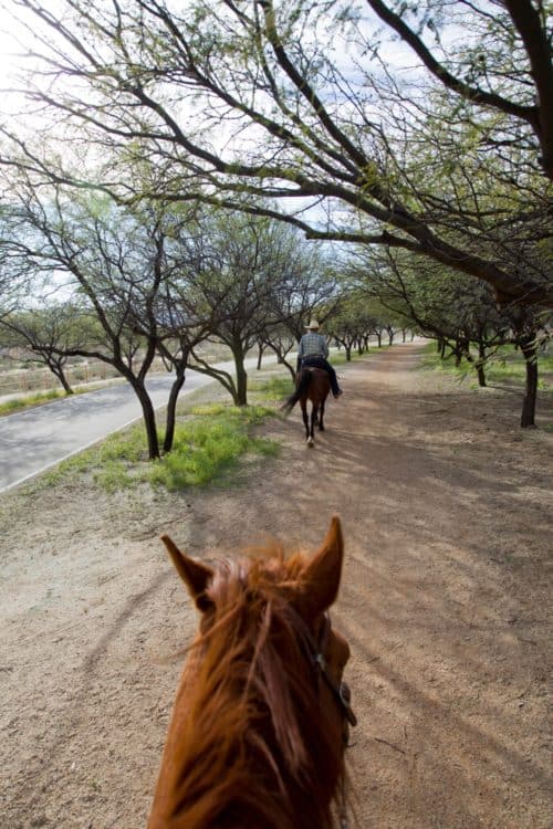 Equestrian Loop Brandi Fenton Memorial Park Tucson Pima County Communications | Park Profile: Brandi Fenton Memorial Park