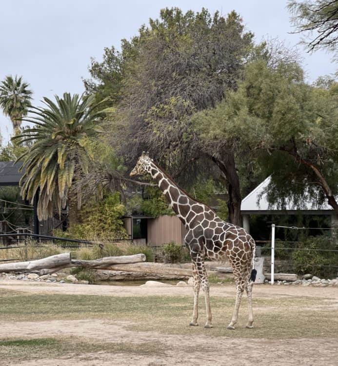 Reid Park Zoo Giraffe | Ultimate Guide to Reid Park Zoo