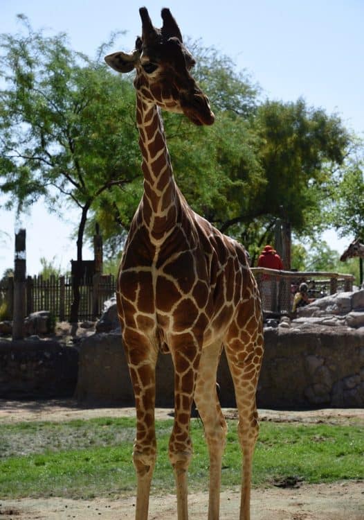 giraffe Reid Park Zoo