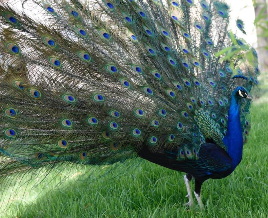 peacock Reid Park Zoo