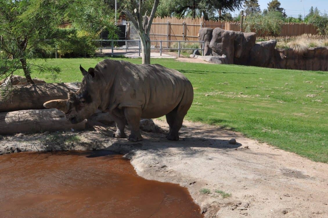 rhino Reid Park Zoo