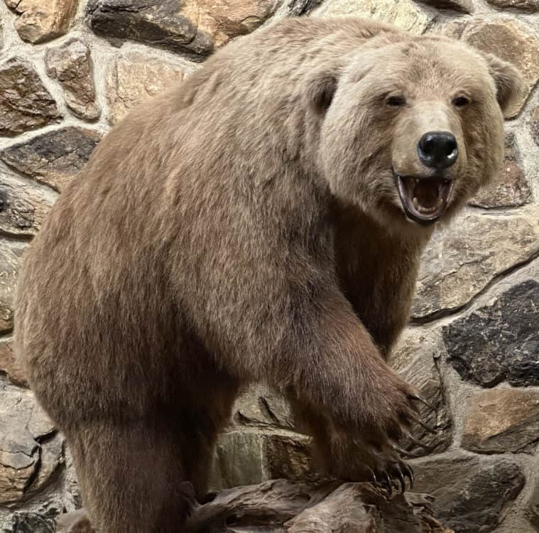 Brown Bear International Wildlife Museum Tucson | International Wildlife Museum - Attraction Guide