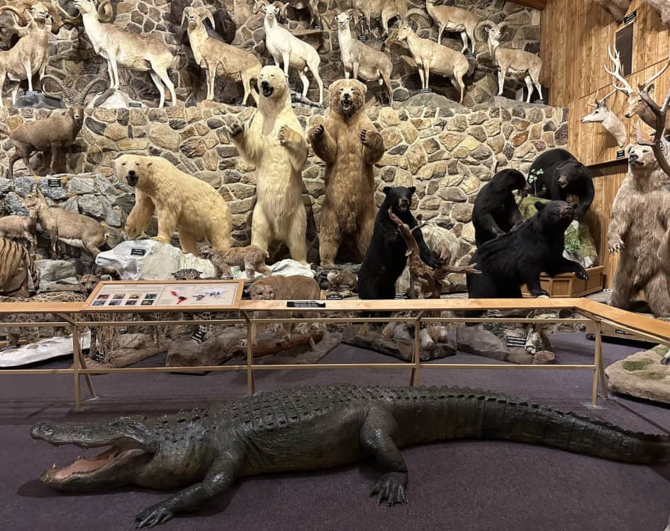 Crocodile Bears International Wildlife Museum Tucson | International Wildlife Museum - Attraction Guide