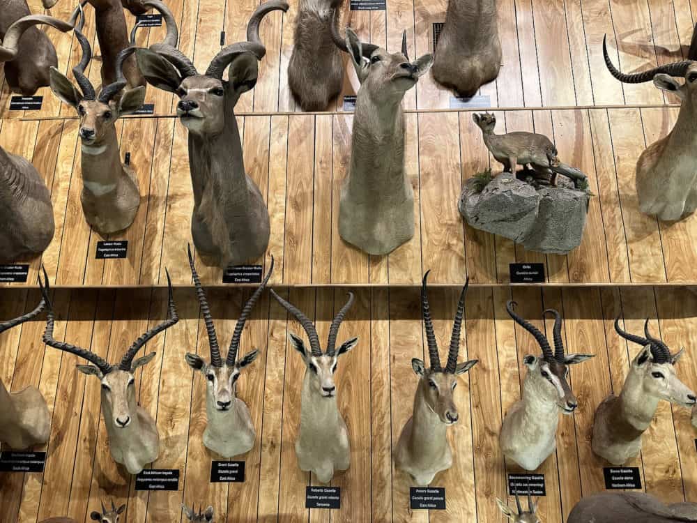Gazelles International Wildlife Museum Tucson | International Wildlife Museum - Attraction Guide