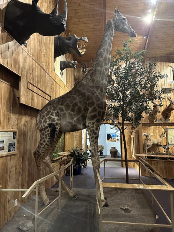 Giraffe Walkway International Wildlife Museum Tucson | International Wildlife Museum - Attraction Guide