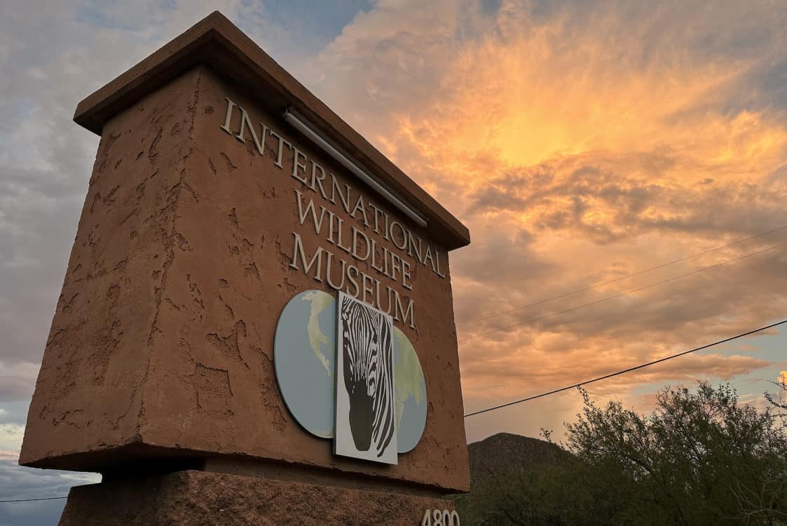 International Wildlife Museum Sunset Tucson | International Wildlife Museum - Attraction Guide