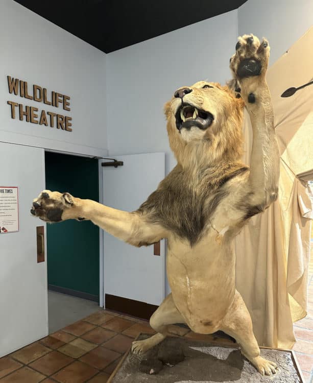 Wildlife Theatre International Wildlife Museum Tucson | International Wildlife Museum - Attraction Guide