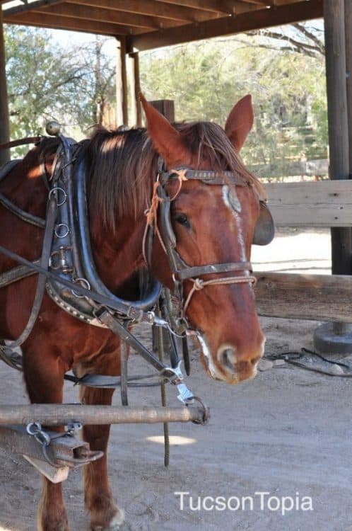 horse at Old Tucson | Old Tucson - Attraction Guide