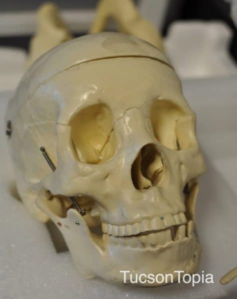 skull at BASIS Tucson | skull-at-BASIS-Tucson