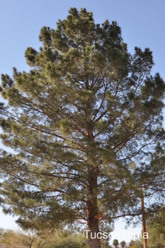 Park Profile La Madera Park TucsonTopia