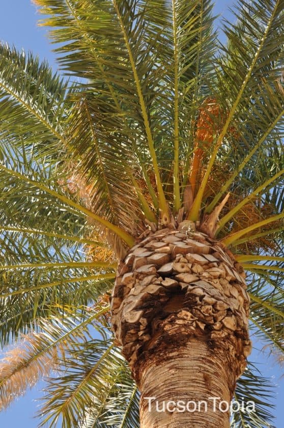 Park Profile La Madera Park TucsonTopia