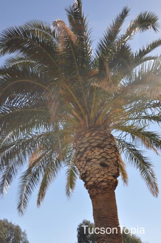 Park Profile La Madera Park TucsonTopia