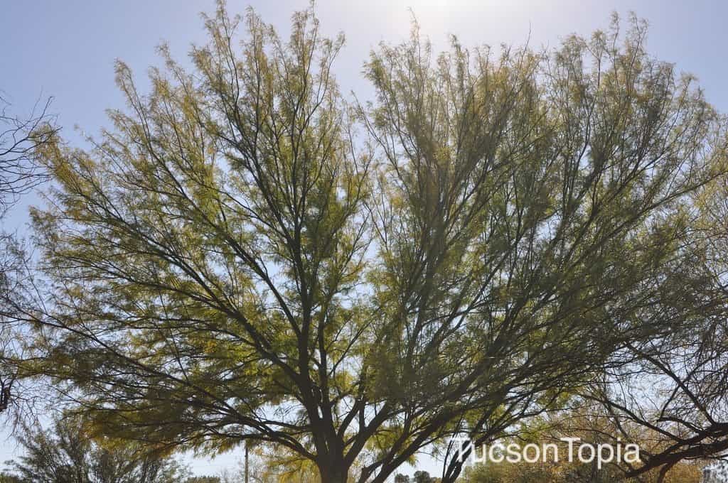 Park Profile La Madera Park TucsonTopia