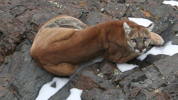 what to do if you see a puma