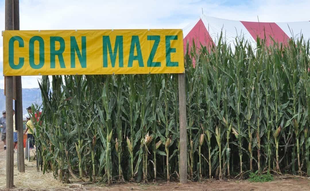 Corn Maze at Apple Annies | Apple Annie's - Attraction Guide