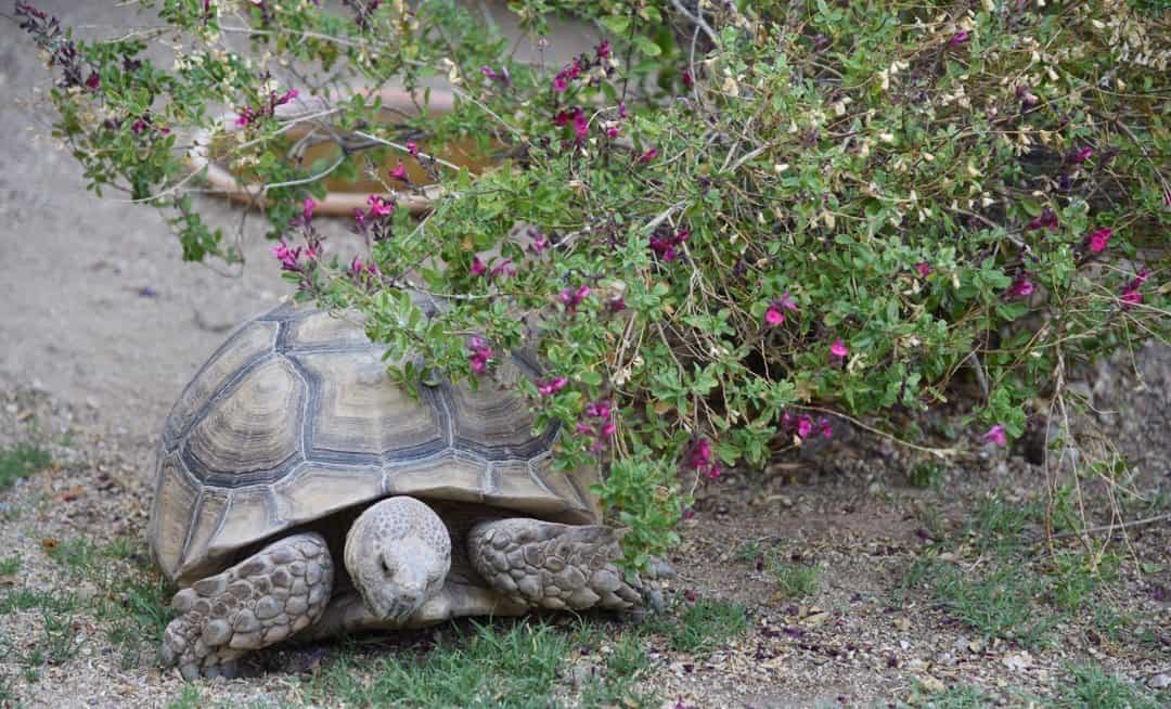 Rocky The Tortoise at Ritz-Carlton Dove Mountain