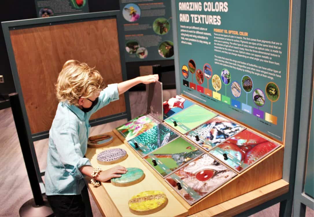 Wild World of Bugs Flandrau Science Center Tucson Child | Flandrau Science Center & Planetarium - Attraction Guide