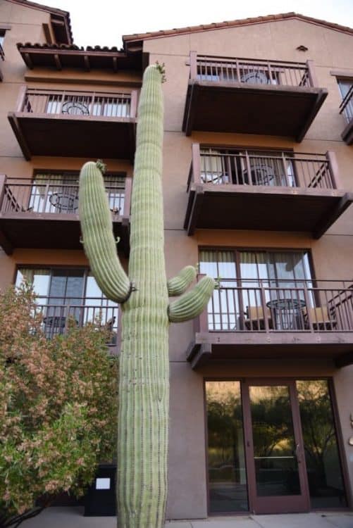 saguaro and balconies at Ritz-Carlton Dove Mountain