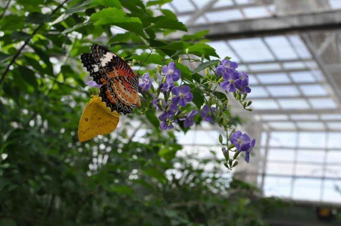 butterflies at Butterfly Wonderland