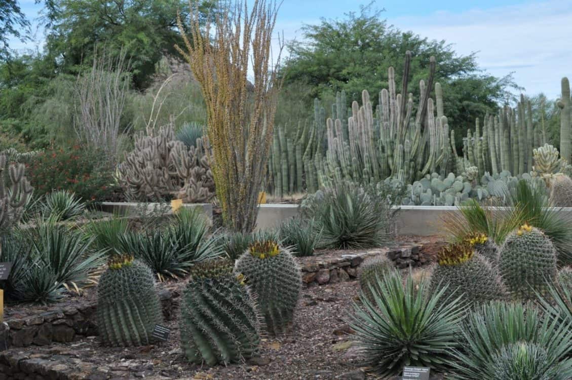 cactus at Desert Botanical Garden