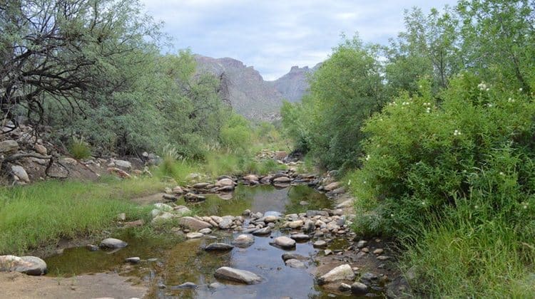 Sabino Canyon in Tucson - Out-of-Town Guests