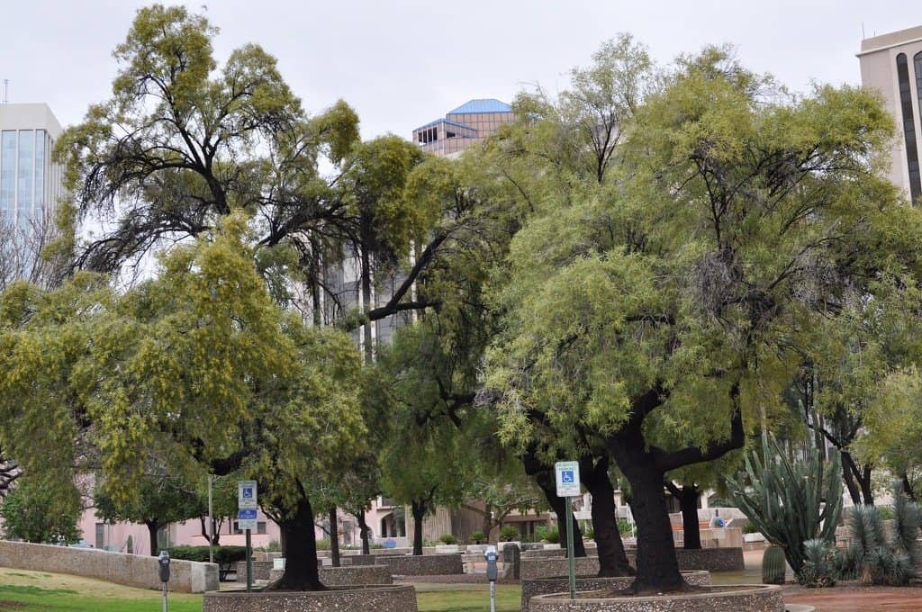 Trees in Downtown Tucson