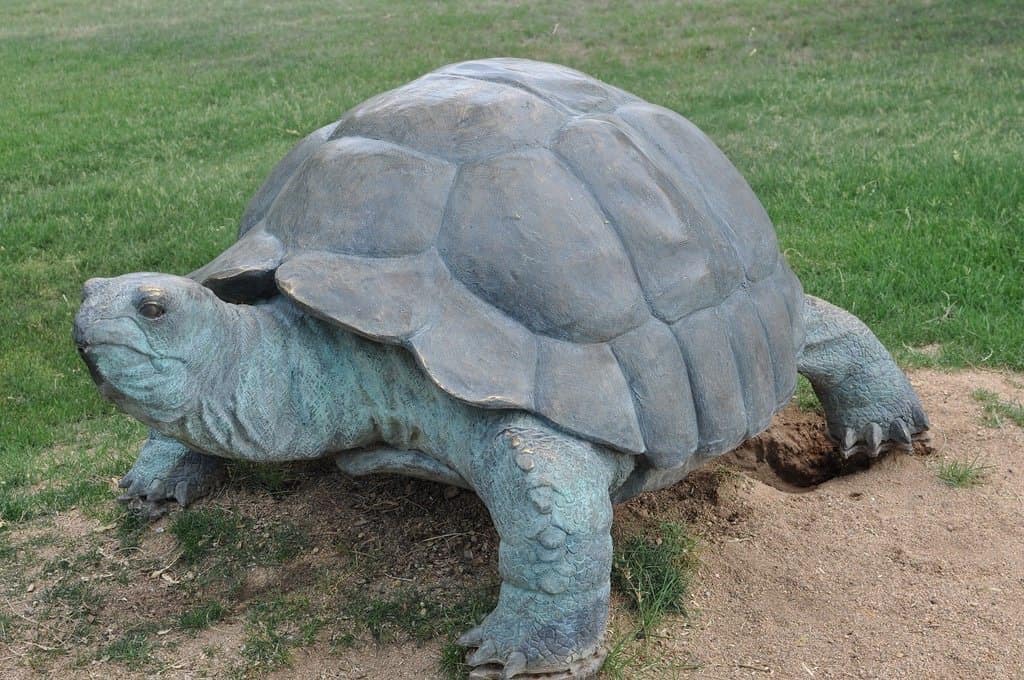 tortoise in Rancho Sahuarita