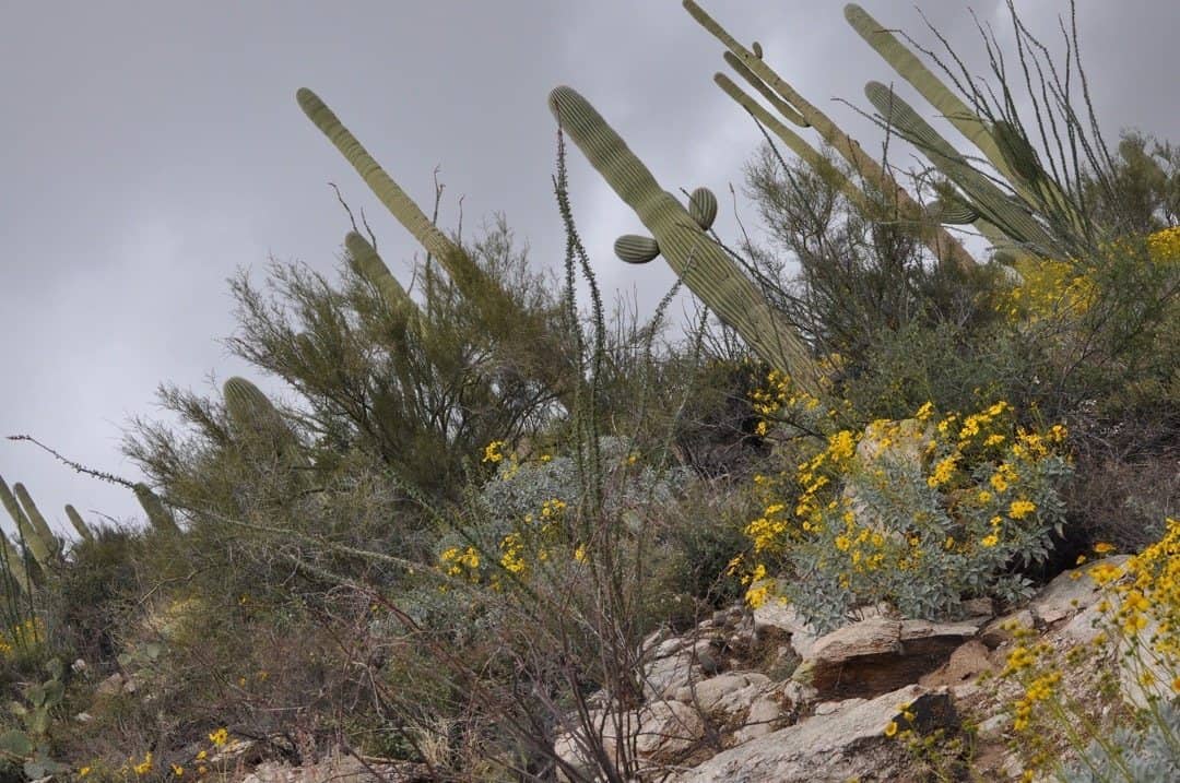 cactus at Pima Canyon | Pima Canyon Trail - Hiking Guide