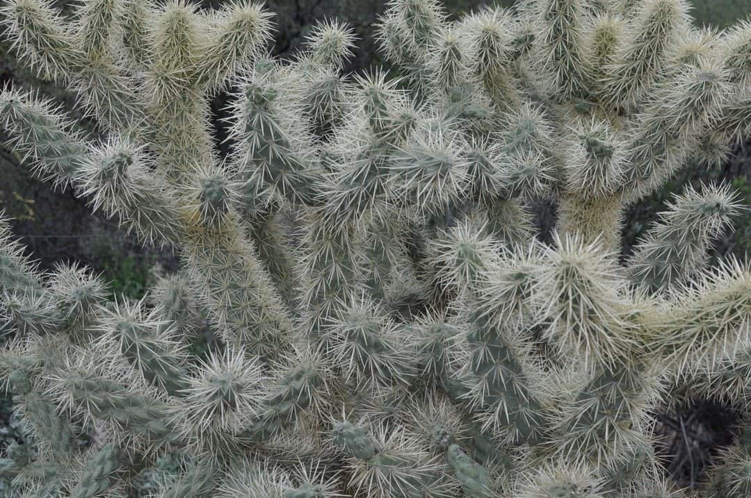 cactus up-close at Pima Canyon