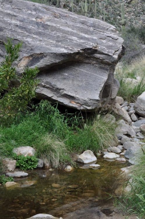water at Pima Canyon | Pima Canyon Trail - Hiking Guide