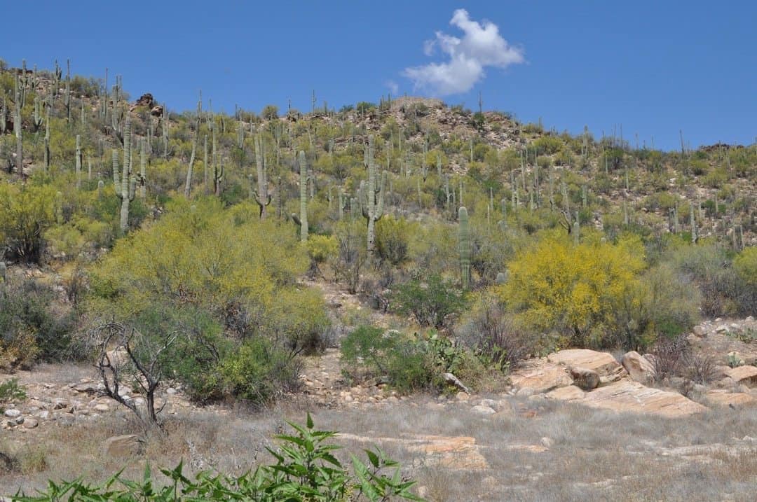 Sabino Canyon in Tucson