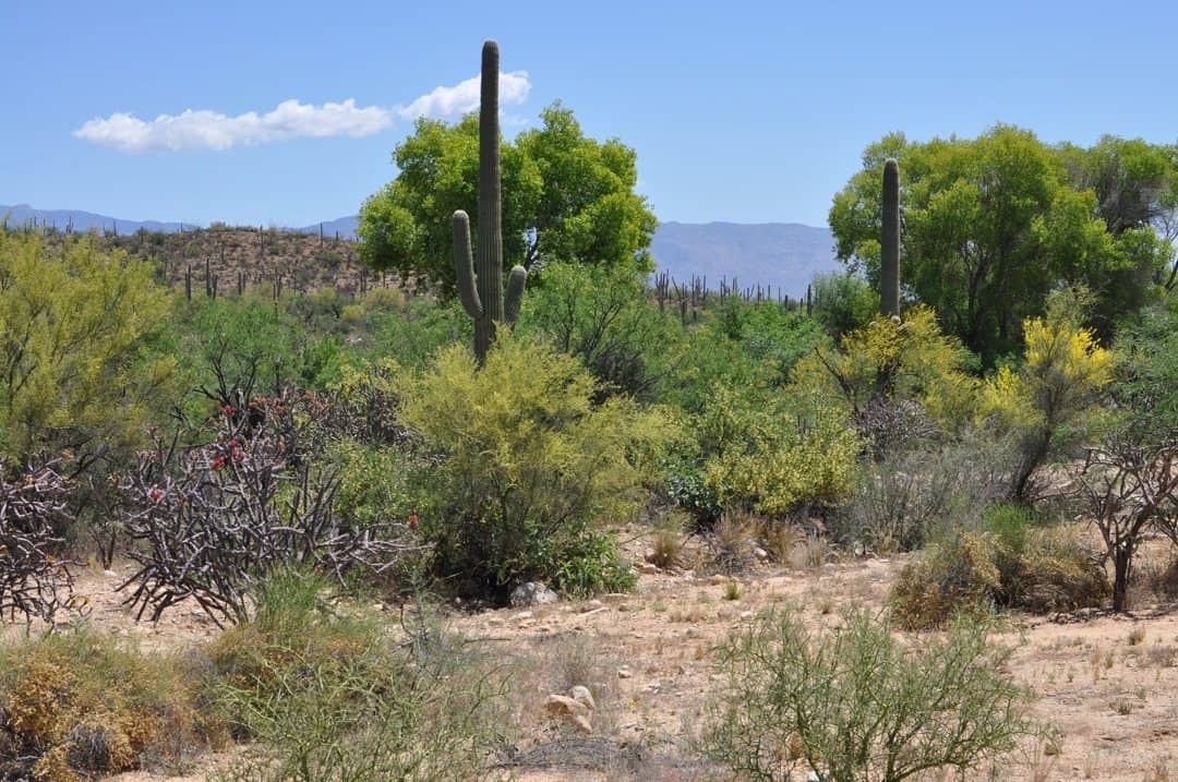cactus and trees at Sabino Canyon