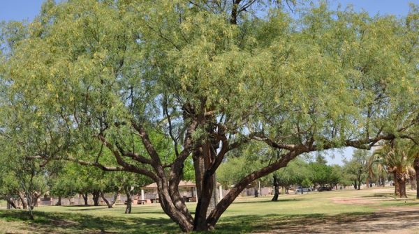 tree in Tucson
