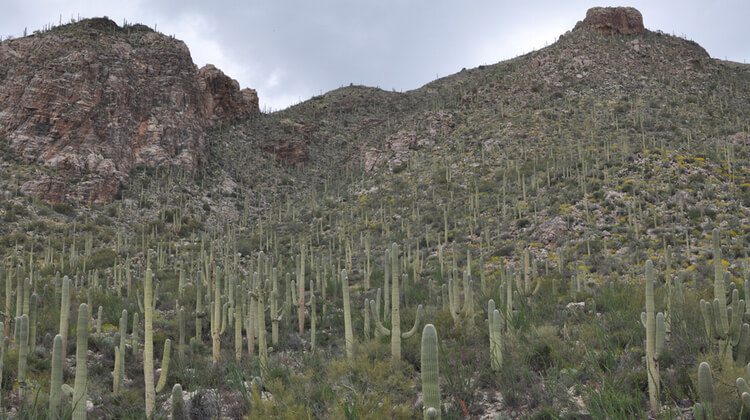Pima Canyon Tucson
