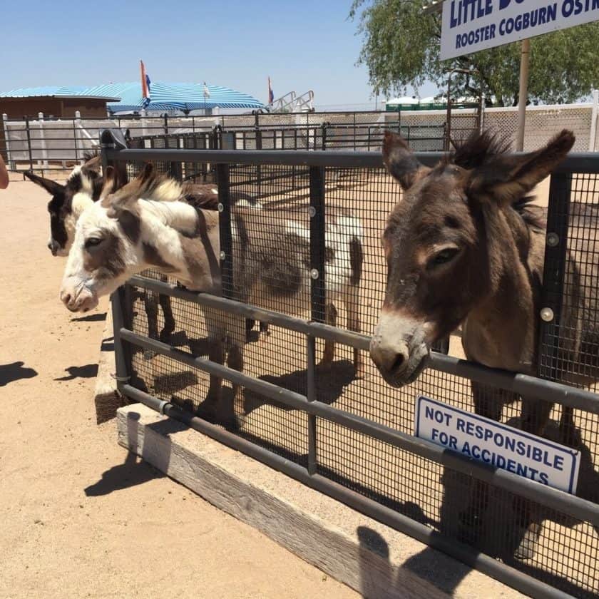 donkeys at Rooster Cogburn
