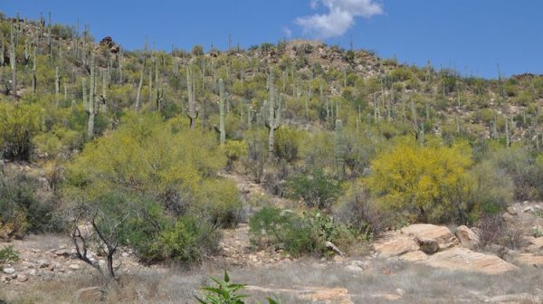 suchy pustynny klimat w Tucson