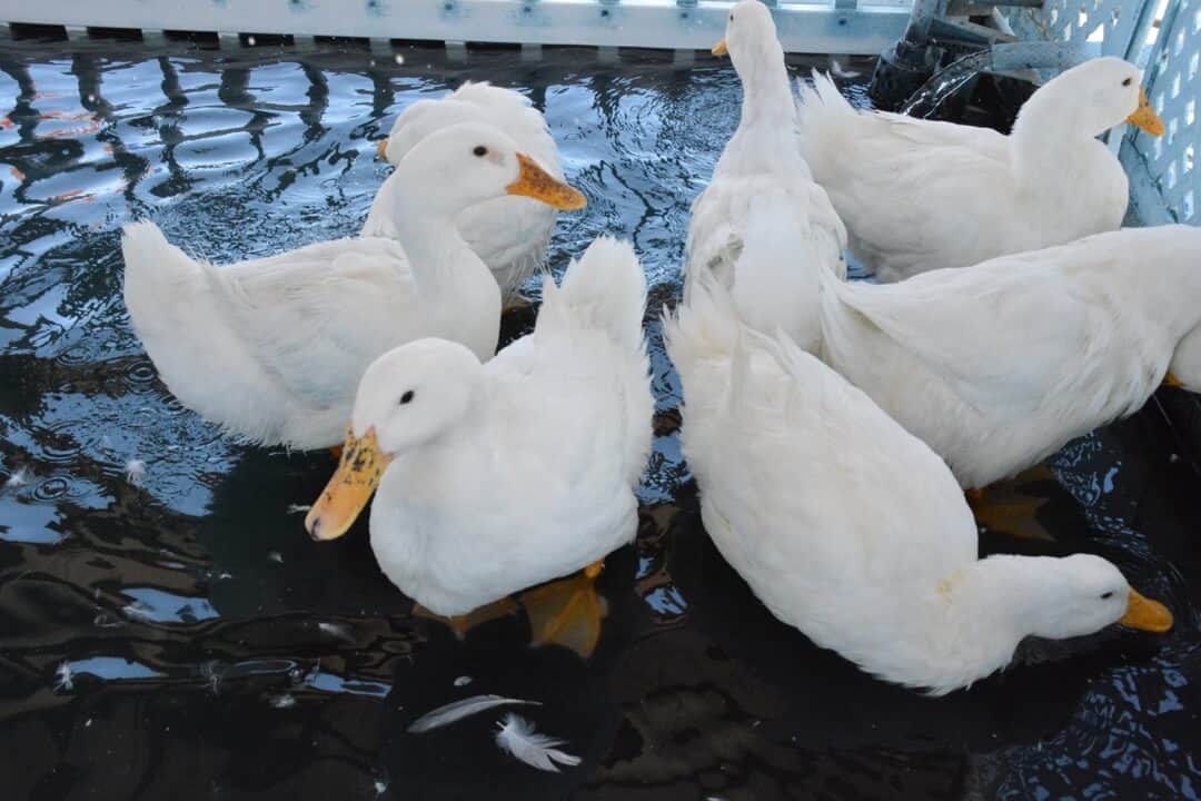 ducks at Rooster Cogburn